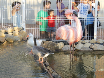 ecoparque_flamingo